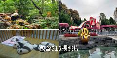成都大熊貓繁育研究基地驢友相冊