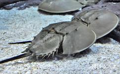 上海海洋水族館旅遊攻略之馬蹄蟹