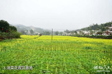 花都梯面红山村-油菜花观赏基地照片