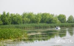双鸭山安邦河湿地公园旅游攻略之湿地