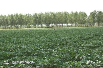 江苏永丰林农业生态园-出口蔬菜种植基地照片