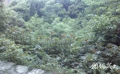 黔南州东山公园旅游攻略之古树