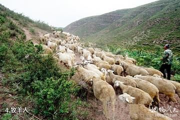 沁水示范牧场-牧羊人照片