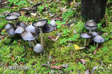 四川王朗国家级自然保护区-蘑菇识别路线照片