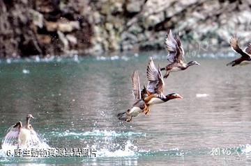 湖北七姊妹山國家級自然保護區-野生動物資源照片