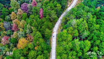 长沙天华山旅游景区-森林照片