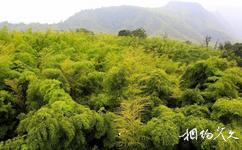 遵义赤水竹海国家森林公园旅游攻略之楠竹