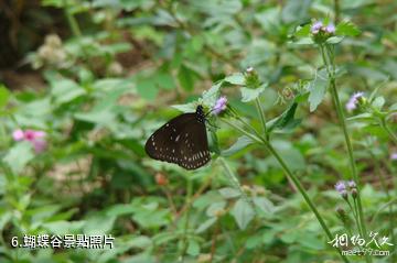 廈門東坪山公園-蝴蝶谷照片