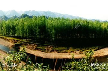 湖北七姊妹山国家级自然保护区-人工林照片