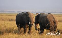 肯尼亚安博塞利国家公园旅游攻略之大象