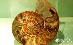 甘肅省博物館旅遊攻略之海洋生物化石
