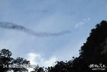 馬來西亞姆祿國家公園-蝙蝠出巡照片