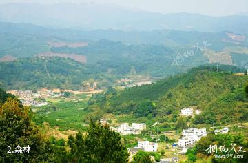 宾阳名山生态旅游区-森林照片