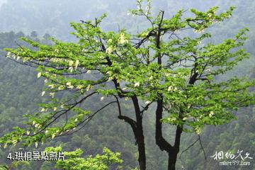 重慶大巴山國家級自然保護區-珙桐照片
