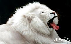 上海野生動物園旅遊攻略之白獅館