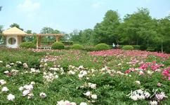 锦州世界园林博览会旅游攻略之牡丹芍药园
