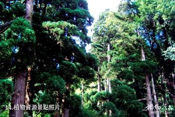 福建閩江源國家級自然保護區-植物資源照片