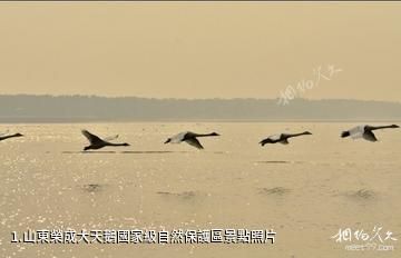 山東榮成大天鵝國家級自然保護區照片