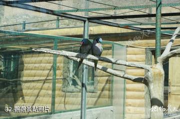 新疆天山野生動物園-鸚鵡照片