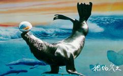 秦皇島新澳海底世界旅遊攻略之海豚表演館