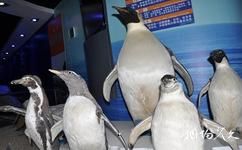 青岛水族馆旅游攻略之企鹅标本