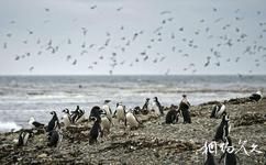 智利企鹅岛旅游攻略