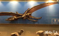 楚雄州博物館旅遊攻略之恐龍世界