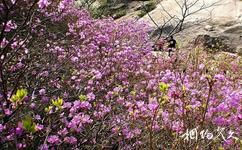 天津八仙山國家自然保護區旅遊攻略之杜鵑花