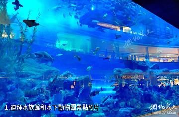 迪拜水族館和水下動物園照片