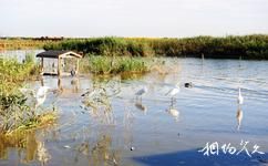 寧河七裏海國家濕地公園旅遊攻略之鳥類