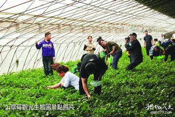 鄒城中心店草莓觀光生態園-草莓觀光生態園照片