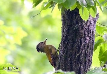 衢州古田山-啄木鸟照片