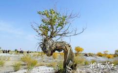 新疆艾比湖旅遊攻略之植物資源