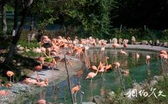 長春動植物公園旅游攻略之火烈鳥