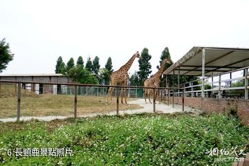 東莞香市動物園-長頸鹿照片