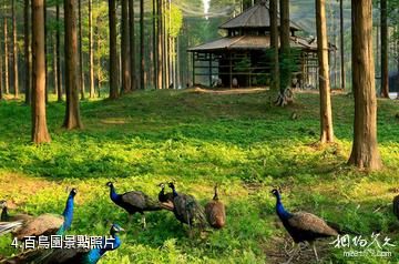 東台黃海森林公園-百鳥園照片