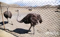 新疆天山野生動(dòng)物園旅游攻略之鴕鳥