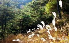 泰安徂徠山國家森林公園旅遊攻略之迎春楓