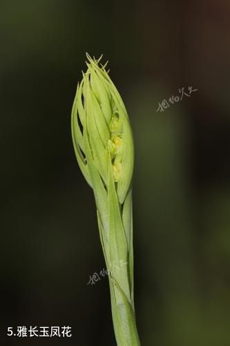 广西雅长兰科植物国家级自然保护区-雅长玉凤花照片