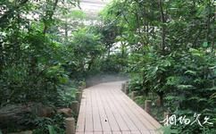 中科院华南植物园旅游攻略之雨林植物群落