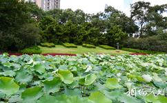 上海中山公园旅游攻略之荷池清月