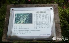 台灣溪頭森林公園（溪頭自然教育園區）旅遊攻略之植物解說標識