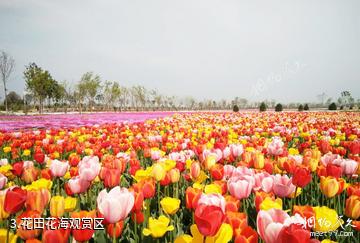 许昌五彩大地观光休闲旅游区-花田花海观赏区照片