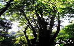 瑞丽莫里热带雨林旅游攻略之八宝树