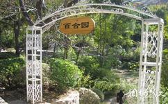 济南红叶谷生态文化旅游攻略之百合园