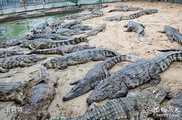 厦门南顺鳄鱼园（已关闭）-鳄鱼照片
