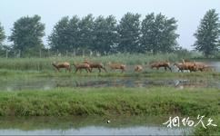 泰州溱湖旅游攻略之麋鹿故乡园