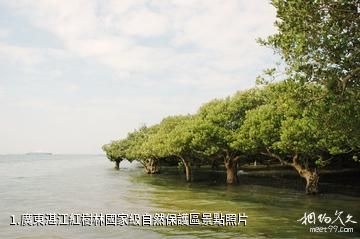 廣東湛江紅樹林國家級自然保護區照片