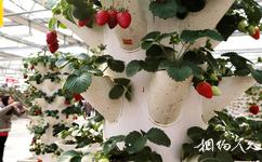 昌平北京农业嘉年华草莓博览园旅游攻略之草莓