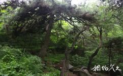 北京密雲白龍潭皇家森林公園旅遊攻略之夫妻松樹